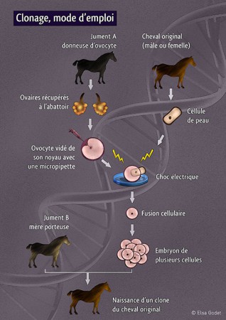 Cheval Magazine #443 - Schéma pour le dossier "Le clonage en questions" - Juillet 2008