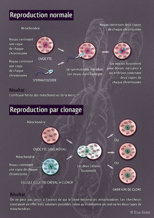 Cheval Magazine #443 - Schéma pour le dossier "Le clonage en questions" - Juillet 2008