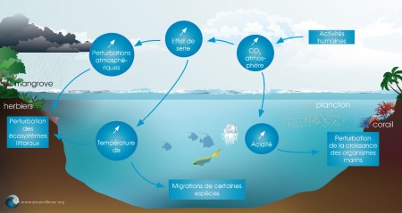 Plateforme Océan et Climat - Schéma biodiversité marine - Mars 2015 