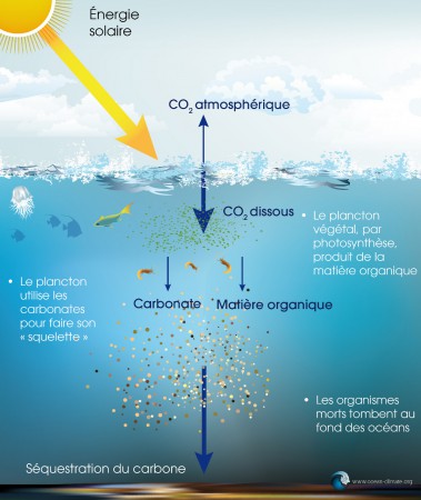 Plateforme Océan et Climat - Schéma puits de carbone biologique - Mars 2015 