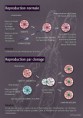 /album/schemas/a080726-schema-reproduction-jpg/